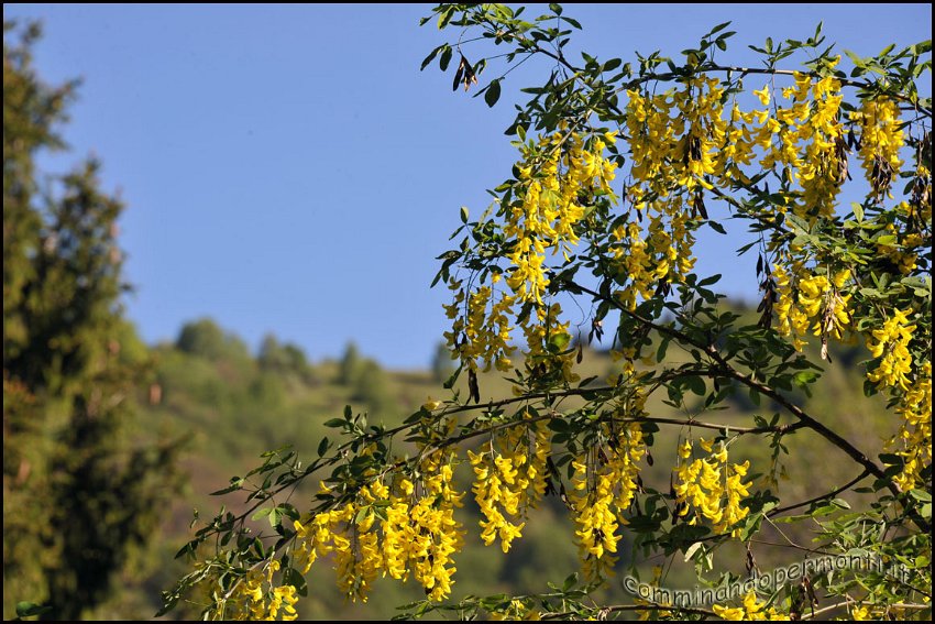 06 Maggio ciondolo.jpg